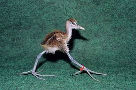 Bird With Long Legs And Long Beak Pin On Animals