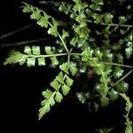 Image result for Phyllocladus trichomanoides