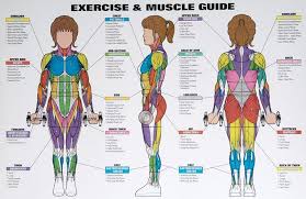 Best Exercises Targeting Each Muscle Group Workout Posters