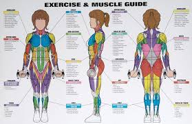 best exercises targeting each muscle group workout posters