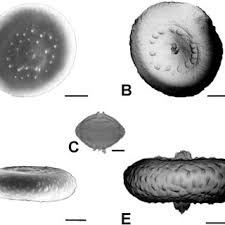 Image result for Isoglossa milanjiensis