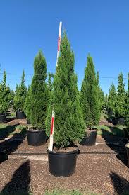 The spartan juniper is fast growing and grows tall and narrow. Juniper Spartan Cherrylake