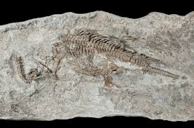 This dinosaur bone is located at the top of a hill just west of valentine, it is easy enough to navigate to, but be aware that you might need to make part of the trail up on foot, as the game's pathfinding sent us down a waterfall. Image Of The Day Sea Dinosaur The Scientist Magazine