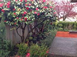 Pin On Garden