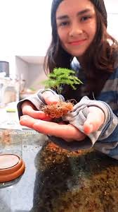 Planting With Flower