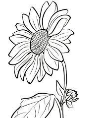 Menggambar bunga matahari mewarnai dengan gradasi crayon oil. Bunga Matahari Gambar Mewarnai Bunga Download Kumpulan Gambar