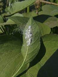 White fungus on guava tree. Treating Mealybugs On Plant Leaves