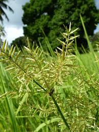 Image result for Pycreus