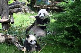 Transfers take about an hour and runs three times daily. Un Nouveau Bebe Panda Au Zoo De Beauval Saint Aignan 41110