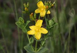 Image result for Hypericum aethiopicum