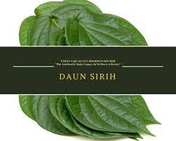 Kebaikan daun sirih untuk miss v. Taman Sari Legacy Spa Hq Khasiat Daun Sirih Untuk Miss V Daun Sirih Selama Ini Dikenal Sebagai Daun Dengan Segudang Manfaat Meski Memiliki Banyak Manfaat Untuk Kesihatan Dan Kecantikan Malah Mempunyai