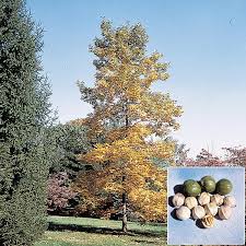 نتیجه جستجوی لغت [hickory] در گوگل