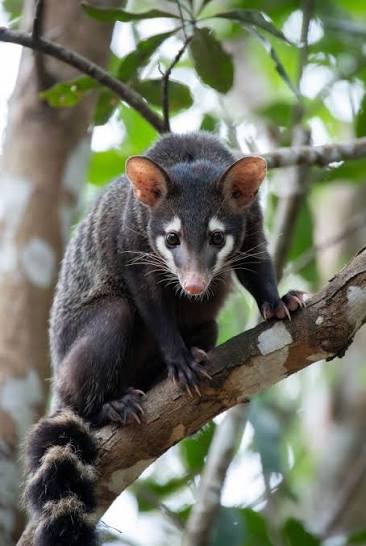 📸 African Palm Civet Hidden beneath the canopy of Africa's warm, leafy  nights, the African palm civet moves like a whisper in the dark ✨. With its  sleek chocolate coat, bright curious
