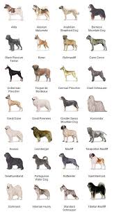 Dogs Breeds Nurturing And Loving Your Dog Care Tips