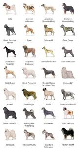 dogs breeds nurturing and loving your dog care tips