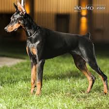 Enter your email address to receive alerts when we have new listings available for doberman puppies for sale uk. Champion Import Doberman A S I Doberman Puppies For Sale