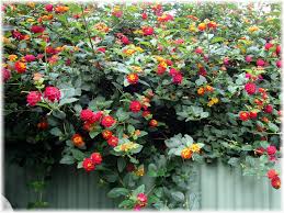 Image result for Lantana rugosa