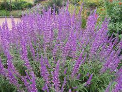 Tough Beautiful And Drought Tolerant Mexican Bush Sage Plantas Anuais Texas Paisagismo Plantas De Paisagismo