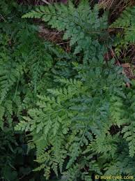 Image result for Aspleniaceae