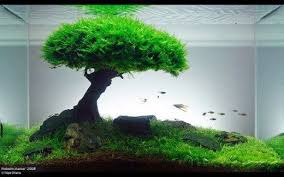 Setting up and maintaining an aquascape can be intimidating for beginners. Planted Aquarium Basics How To Set Up A Planted Tank Live Aquarium Plants Planted Aquarium Aquascape Aquarium