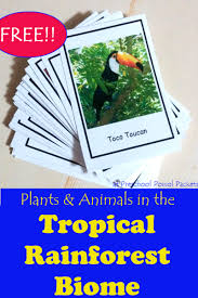 On this page of tropical rainforest facts is a list of many of the world's tropical rainforest with some facts about each. Free Plants Animals In The Tropical Rainforest Biome Cards Preschool Powol Packets