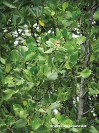 Image result for Sonneratia alba