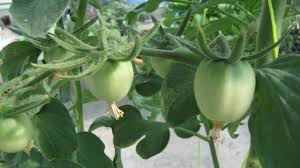 Tomatoes become calcium deficient when the weather is too cold or too hot and the water supply is inconsistent. Growing Tomatoes In Grow Bags Hydroponic Way Geekgardener