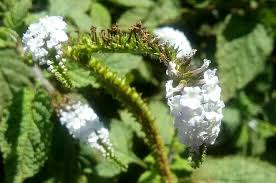 Image result for Heliotropium indicum