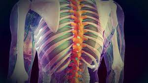 Overview Of Spinal Cord Disorders Brain Spinal Cord And Nerve Disorders Merck Manuals Consumer Version