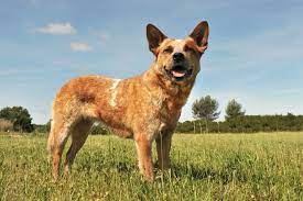 Red Heeler Breed Info Can You Handle This Canine Cowboy Perfect Dog Breeds