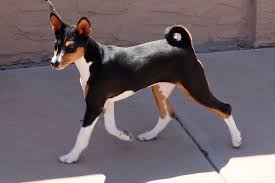 Should there not be any basenji puppy listings shown, please complete the form accordingly to register your interest in buying an basenji. Our Breeding Program Chaverim Basenjis
