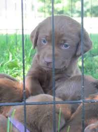 Check spelling or type a new query. Chocolate Lab Puppies Pets And Animals For Sale Michigan