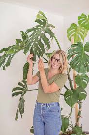 Monstera plants flower, although their inflorescence isn't also spectacular. How To Care For Monstera Plants A Beautiful Mess