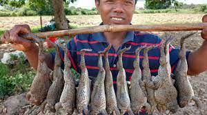 Check spelling or type a new query. Can You Eat This Fruit Finding Eating San Pedro Cactus Fruit In Village Youtube