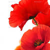Maybe you would like to learn more about one of these? 3