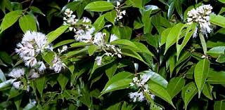 Image result for Syzygium niassense
