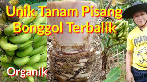 Cara perawatan perawatan pohon pisang. Tanam Pisang Dengan Bonggol Terbalik Youtube
