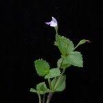 Image result for Craterostigma nummulariifolium