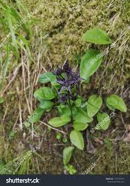 Image result for Swertia erosula