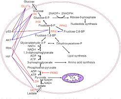 Ghs label elements, including precautionary statements. 2 Deoxy D Glucose Targeting Of Glucose Metabolism In Cancer Cells As A Potential Therapy Semantic Scholar