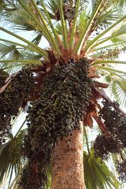 They are also called wine palms in some regions, those that make a cloudy but heady wine from the fruit. Also Known As Date Palm Bearing Edible Sweet Fruit Stock Photo Picture And Royalty Free Image Image 49134949
