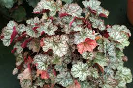 Image result for Ficalhoa