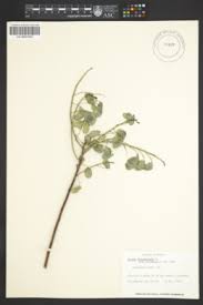 Image result for Cassia burttii