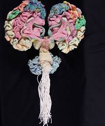 Psychiatrist knits anatomically correct woolly brain psychiatrist dr karen norberg, of national bureau of economic research in cambridge, massachusetts, spent a year knitting an. Psychiatrist Knits Anatomically Correct Model Of The Human Brain