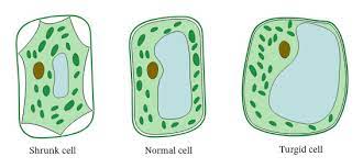 It is generally stated that fully turgid cells have a turgor pressure value which is equal to that of the it has been observed that the value of ψw decreases as the cell becomes more dehydrated,31 but. Lesson Explainer Support In Plants Nagwa