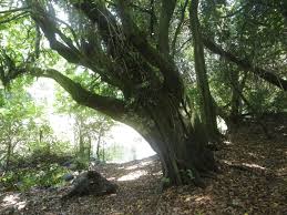 Image result for Hexalobus