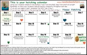 Chicken Hatching Calendar Chart Hatching Chickens