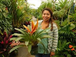 | / get artificial tropical flowers, like this orange and flame red hawaiian bromeliad plant. Tropical Plants Rainforest Plants That Look Great In The Garden