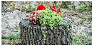 خلفية فيديو للمونتاج أشجار الساكورا ورود جودة عالية hd بدون حقوق youtube. ØµÙˆØ± Ø§Ø´Ø¬Ø§Ø± Ø¬Ù…ÙŠÙ„Ø© ÙˆÙŠÙƒÙŠ Ù…ØµØ±