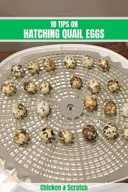 Pin On Quail Care For Beginners